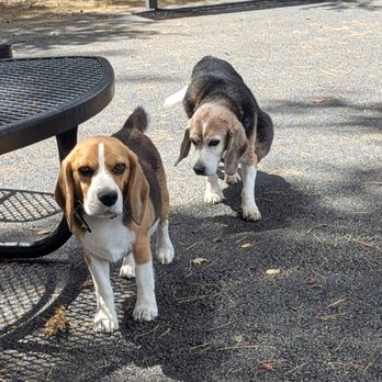 McKenzie Dog Park - Dog Parks Near Me - Los Altos, California