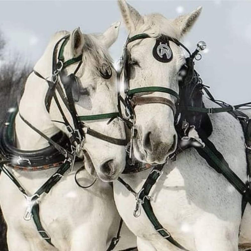 Horse and Carriage Rides of Central Ma - equestrian in West Brookfield, MA