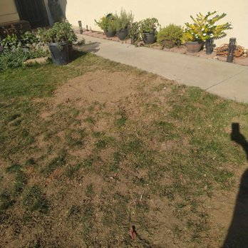 D Pro Tree Service - 1 small cherry tree stump AFTER - Tree Services Near Me - Fresno, California