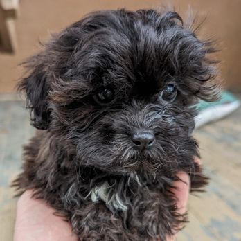 Top Notch Paws Puppies - Pet Breeders Near Me - Russell, Massachusetts Top Notch Paws Puppies - Pet Breeders Near Me - Russell, Massachusetts