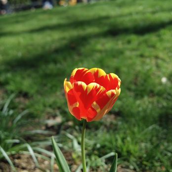 Abingdon Square - Spotted a vivid red tulip, one of hundreds here for the season. (4/21/2019( - Parks Near Me - New York, New York Abingdon Square - Spotted a vivid red tulip, one of hundreds here for the season. (4/21/2019( - Parks Near Me - New York, New York