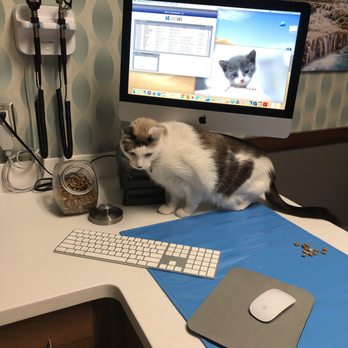1st Pet Veterinary Centers - North Valley - Marshmellow checking their technology...it passes!! - Veterinarians Near Me - Phoenix, Arizona 1st Pet Veterinary Centers - North Valley - Marshmellow checking their technology...it passes!! - Veterinarians Near Me - Phoenix, Arizona