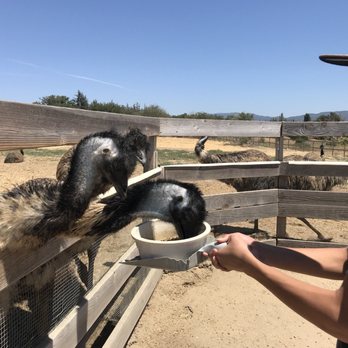 Ostrichland USA - Feeding emus - Attraction Farms Near Me - Solvang, California Ostrichland USA - Feeding emus - Attraction Farms Near Me - Solvang, California