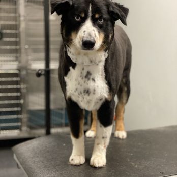 HiCaliber Pet Spa - Pet Groomers Near Me HiCaliber Pet Spa - Pet Groomers Near Me