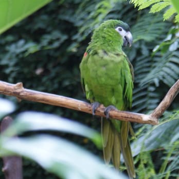 Bloedel Conservatory - Botanical Gardens Near Me - Vancouver, British Columbia