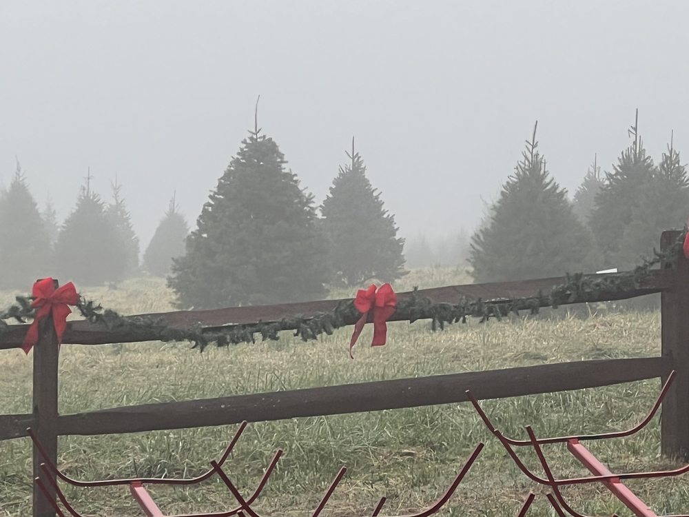 WATA CHRISTMAS TREE FARM Updated September 2024 14 Reviews 3650