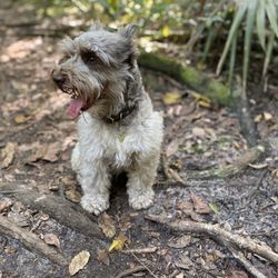 Unofficial Dog Park - This is @rustytheschnauzer taking a break from the walk.