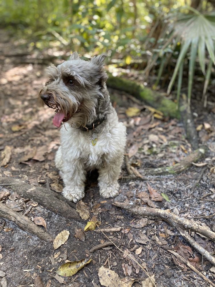 UNOFFICIAL DOG PARK 78 Photos & 22 Reviews School House Rd And