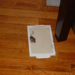 Mouse caught on sticky trap Mouse caught on sticky trap