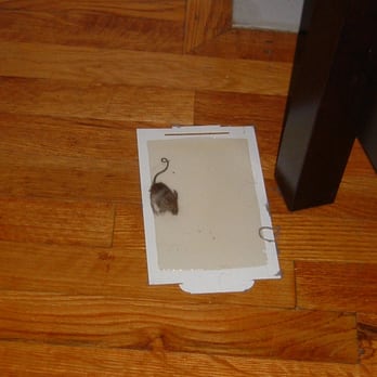 Tauber Properties - Mouse caught on sticky trap - Property Management Near Me - Manhattan, New York Tauber Properties - Mouse caught on sticky trap - Property Management Near Me - Manhattan, New York