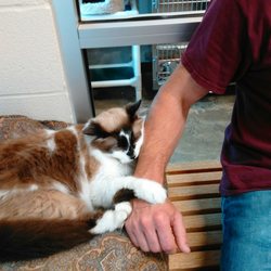 Watauga Animal Shelter - The shelter kitty
