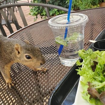 Cafe Express Town & Country - Sandwiches Near Me - Houston, Texas