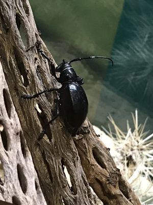 Audubon Insectarium by null