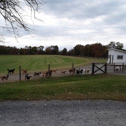 The Pet Camp - Pet Camp Dog Area.