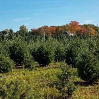 Henry's Christmas Tree Farm - Treeeeeees - Christmas Trees Near Me - Hope, Rhode Island Henry's Christmas Tree Farm - Treeeeeees - Christmas Trees Near Me - Hope, Rhode Island