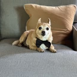 Schnatz - Dapper gentle dog.