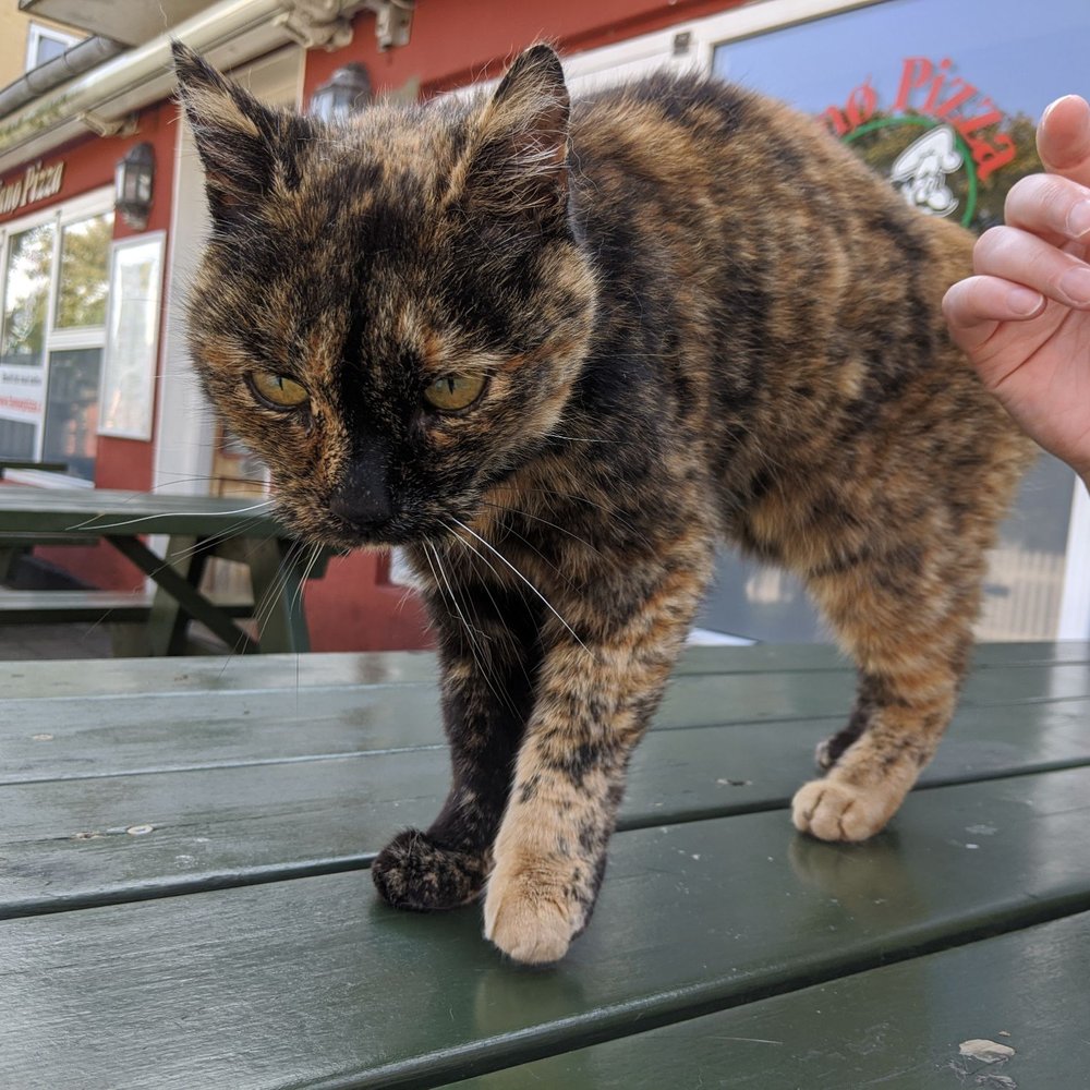 Fanø Pizza - Fanø Pizza Cat - Pizza Near Me - Fano, 83