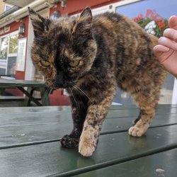 Fanø Pizza - Fanø Pizza Cat