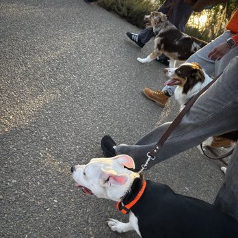 Boss Dawg K9 Training - Pet Training Near Me Boss Dawg K9 Training - Pet Training Near Me