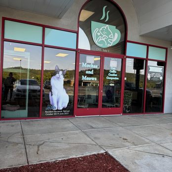 Mochas And Meows - Outside looking in - Pet Adoption Near Me - Branson, Missouri
