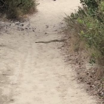 Calavera Lake - Hiking Near Me - Carlsbad, California