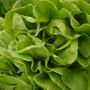Photo of Crossroads Farmers Market