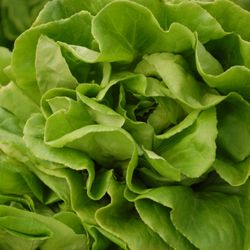 Crossroads Farmers Market