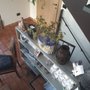 Photo of Il Primo Fiore