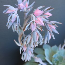 Chase Ace Hardware Garden & Gift