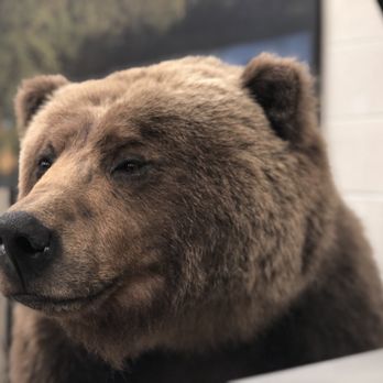 Werner Wildlife Museum - Brown bear - Museums Near Me - Casper, Wyoming Werner Wildlife Museum - Brown bear - Museums Near Me - Casper, Wyoming