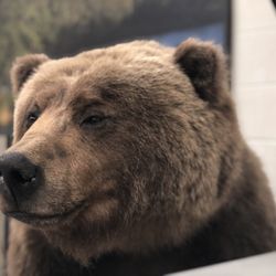 Werner Wildlife Museum - Brown bear