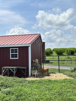 Homestead Farm by null