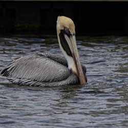 Dolphin Watch Boat Tours - Pelican