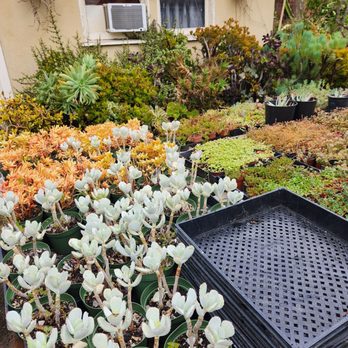 California Cactus Ranch - Nurseries & Gardening Near Me - Reseda, California