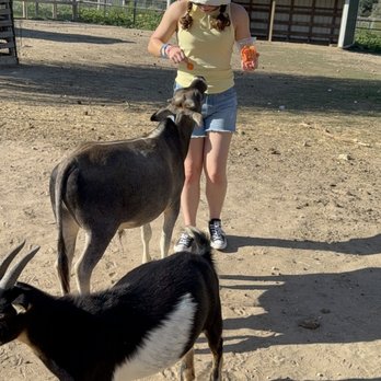 Grapetown Vineyard - Feeding the goats - Wineries Near Me - Fredericksburg, Texas