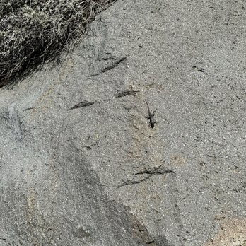Morro Bay Rock - Lizard - Beaches Near Me - Morro Bay, California