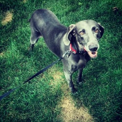 DogDays - Keely,
Westerville