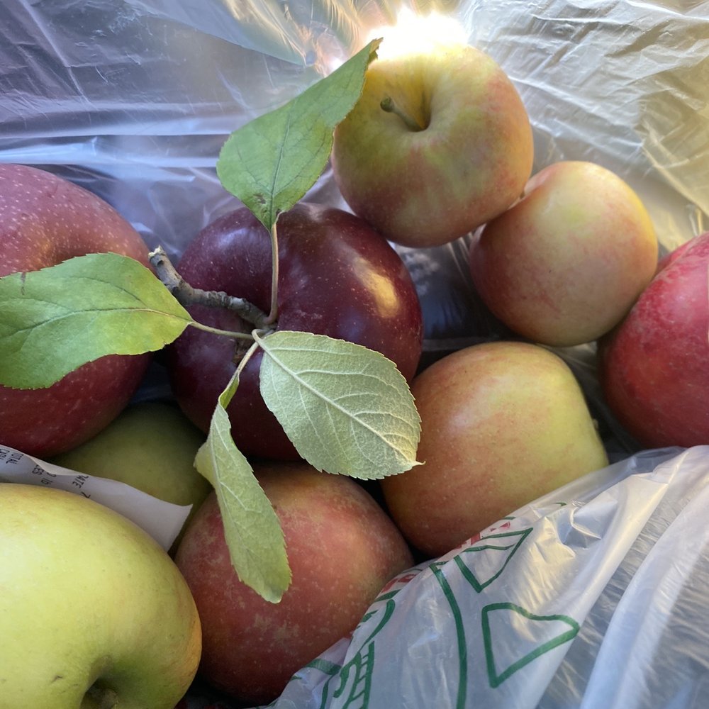Apples
