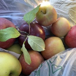 Apples Apples