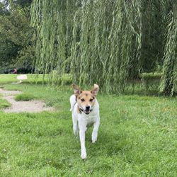 Champions' Run Dog Park