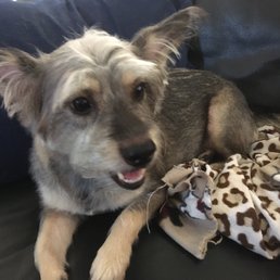 I love my new haircut!  Thank you Pacific Paw!!!