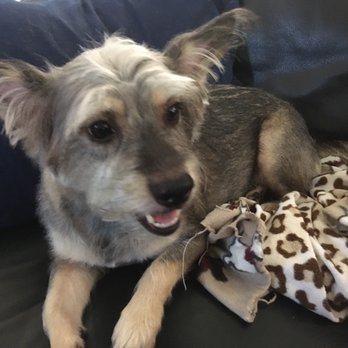 Pacific Paws Pet Salon - I love my new haircut!  Thank you Pacific Paw!!! - Pet Groomers Near Me - Honolulu, Hawaii