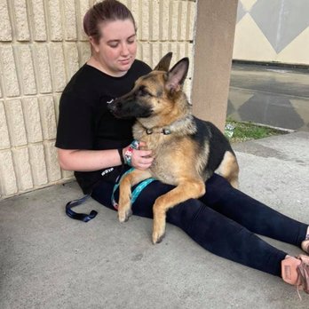 Robertson Kennels - Pet Training Near Me Robertson Kennels - Pet Training Near Me