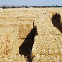 Johnstown Straw Maze - Colorado Straw Maze