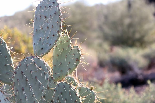 Apache Trail by null