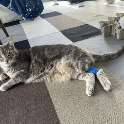 PetWell Veterinary Healthcare - Disapproving Loki at home, after the appointment.