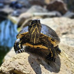 Campanile Mall - Wild Turtle Chillin At The Koi Pond