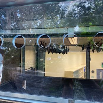Niagara Parks Butterfly Conservatory - Cocoons - Zoos Near Me - Niagara Falls, Ontario