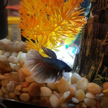 Petco - Pet Training Near Me - Granada Hills, California