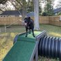 Photo of Southport Dog